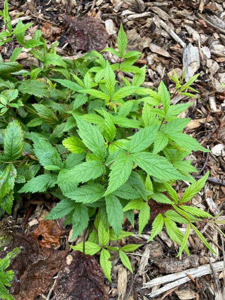 Plant name: Bowman